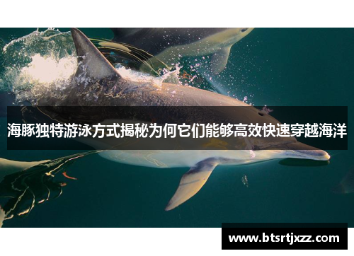 海豚独特游泳方式揭秘为何它们能够高效快速穿越海洋